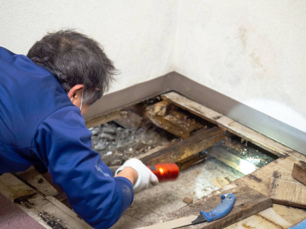Best Residential Mold Removal  in Myrtle Point, OR