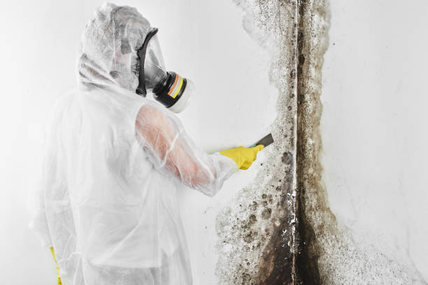 Best Mold Remediation  in Myrtle Point, OR