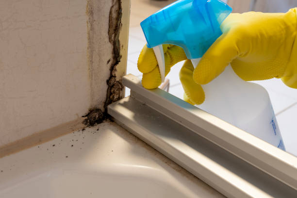 Best Affordable Mold Removal  in Myrtle Point, OR