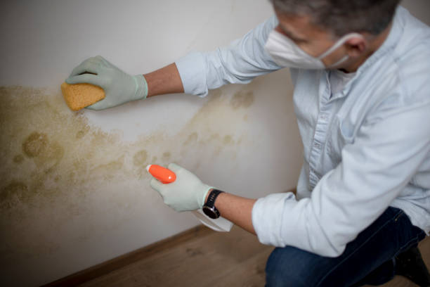 Best Mold Damage Repair  in Myrtle Point, OR