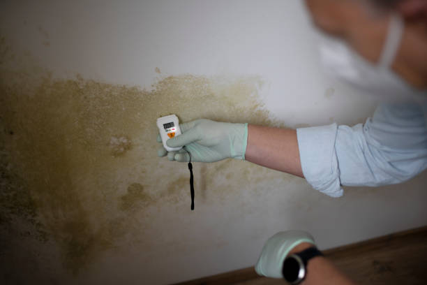 Best Office Mold Removal Services  in Myrtle Point, OR