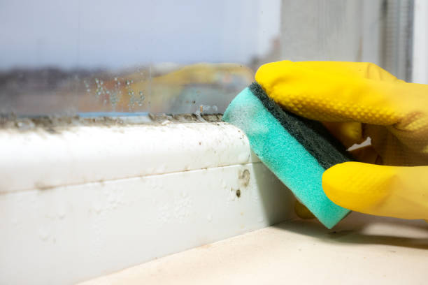 Best Attic Mold Removal  in Myrtle Point, OR