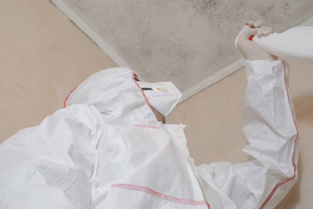Best Same-Day Mold Removal  in Myrtle Point, OR