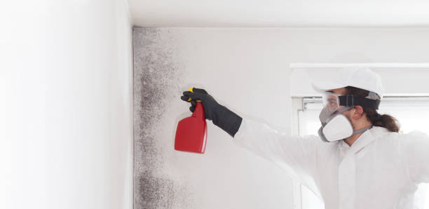 Best Emergency Mold Removal  in Myrtle Point, OR