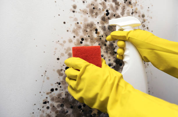 Best Certified Mold Removal  in Myrtle Point, OR