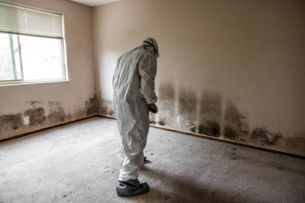 Best Home Mold Removal  in Myrtle Point, OR
