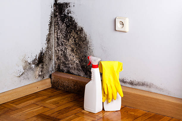 Best Commercial Mold Removal  in Myrtle Point, OR