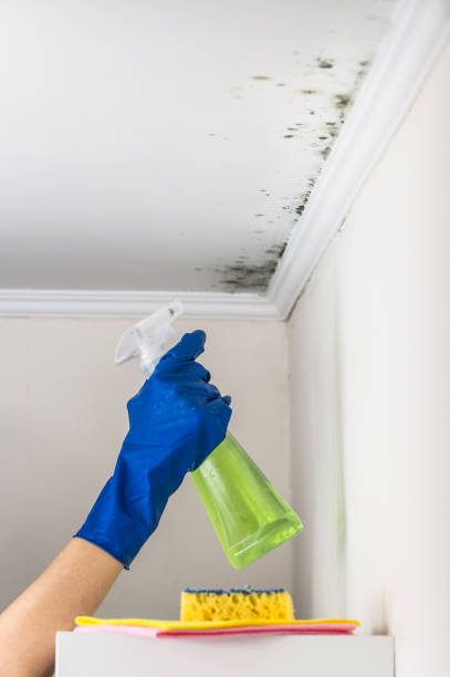 Best Best Mold Removal Companies  in Myrtle Point, OR